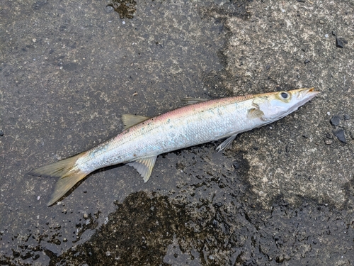 カマスの釣果