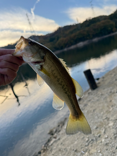 ラージマウスバスの釣果