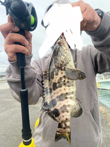 チャイロマルハタの釣果