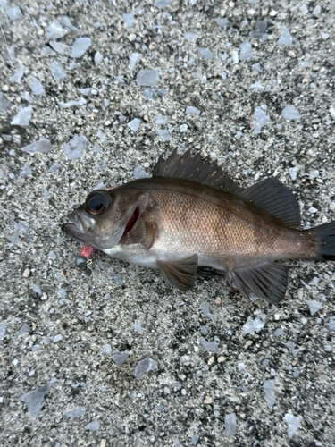 メバルの釣果