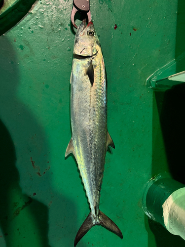 サゴシの釣果