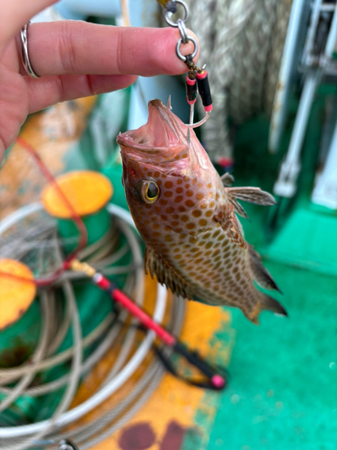 オオモンハタの釣果