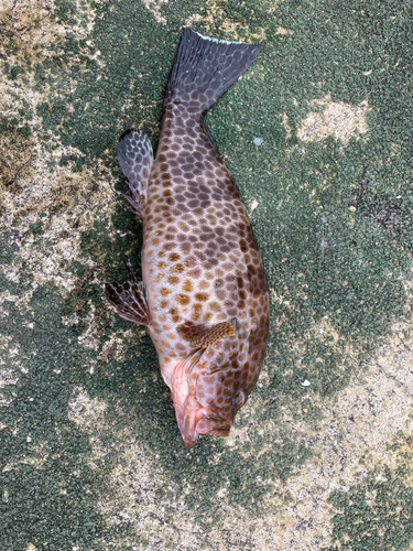 オオモンハタの釣果