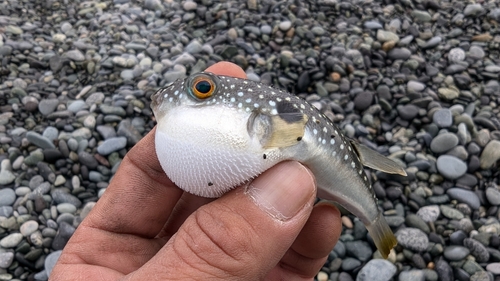 クサフグの釣果