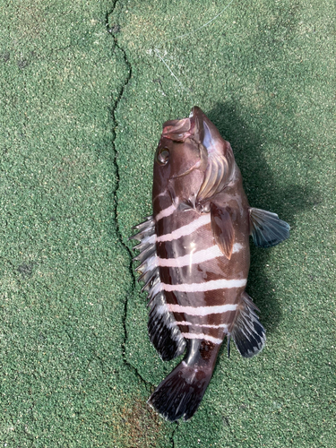 マハタの釣果