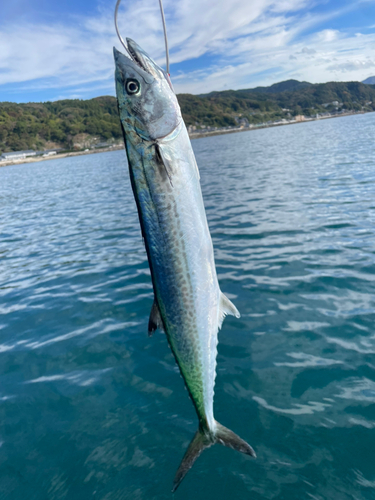 サゴシの釣果