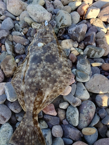 ヒラメの釣果