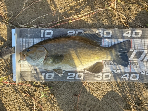 スモールマウスバスの釣果