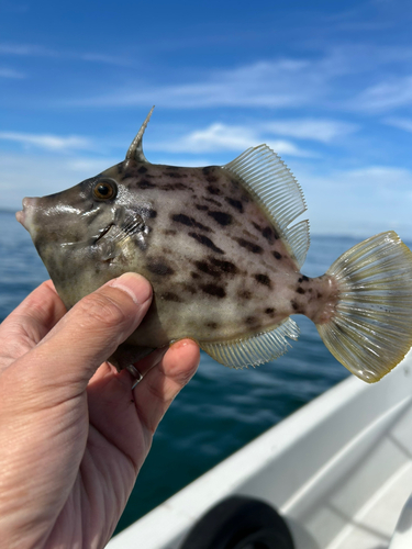 カワハギの釣果