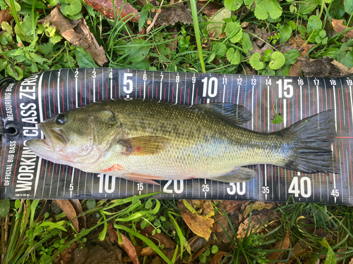 ブラックバスの釣果