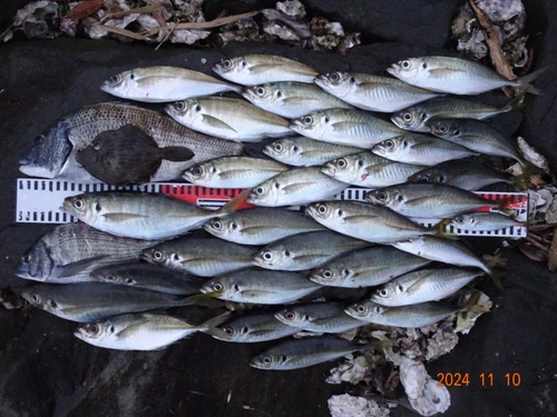 チヌの釣果