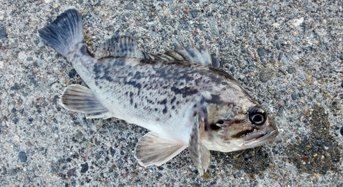 クロソイの釣果