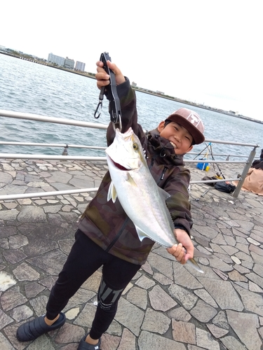 カンパチの釣果