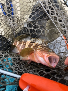 アコウの釣果