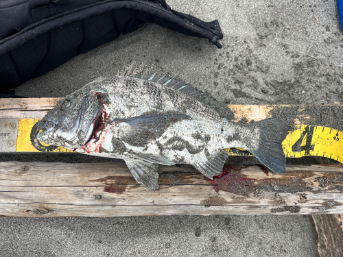 クロダイの釣果