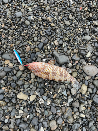 オオモンハタの釣果