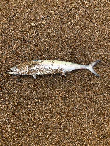 サゴシの釣果