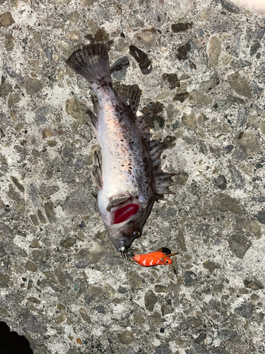 ムラソイの釣果