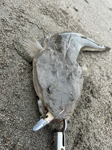 マゴチの釣果