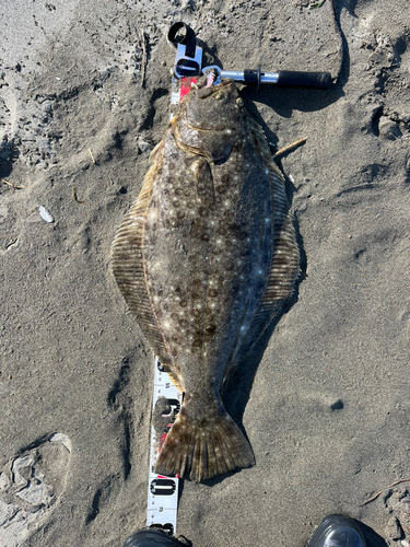 ヒラメの釣果