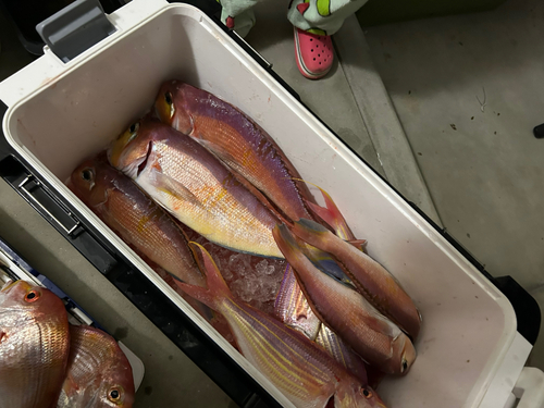 アマダイの釣果