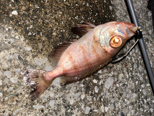 キントキダイの釣果