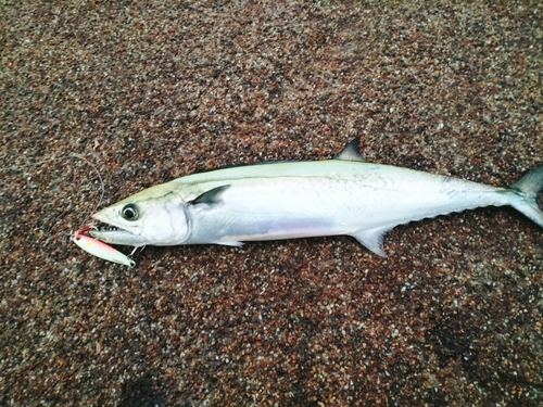 サゴシの釣果