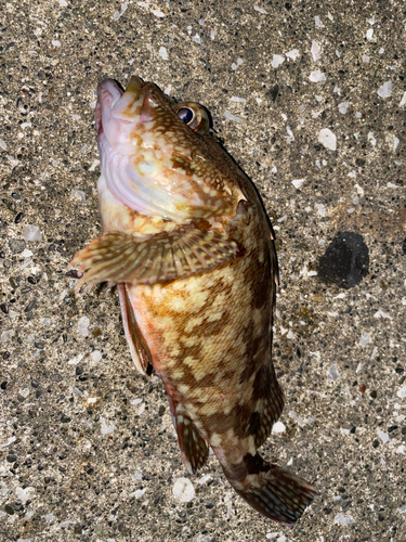 カサゴの釣果