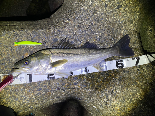 シーバスの釣果