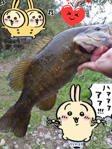 スモールマウスバスの釣果