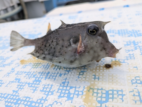 ウミスズメの釣果