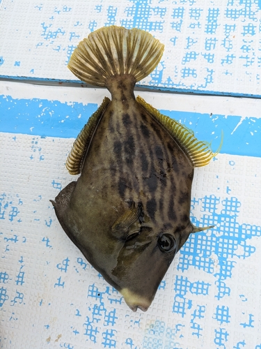 カワハギの釣果