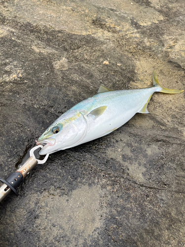 イナダの釣果