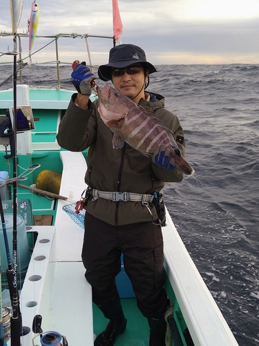 マハタの釣果