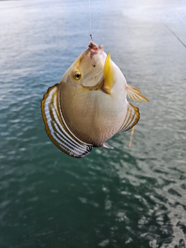 クロハギの釣果