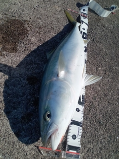 メジロの釣果