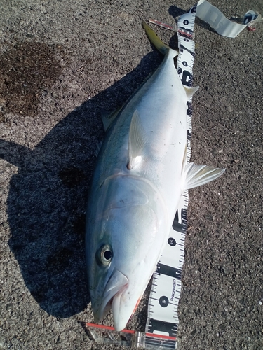 メジロの釣果