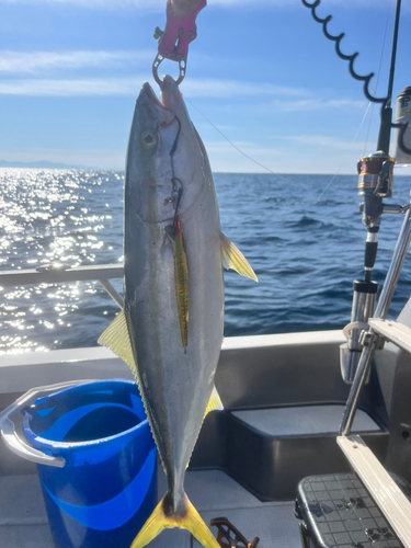 イナダの釣果