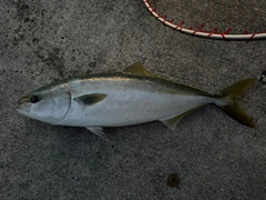 イナダの釣果