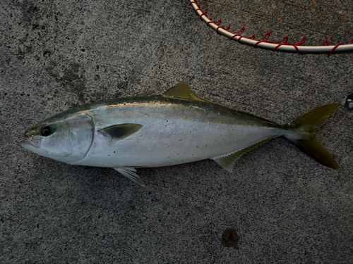 イナダの釣果