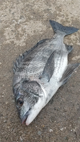 チヌの釣果