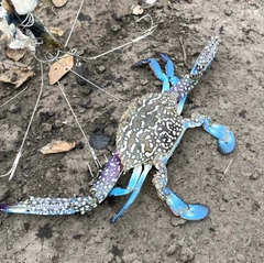 タイワンガザミの釣果