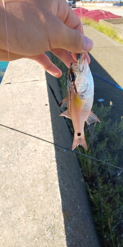 ネンブツダイの釣果