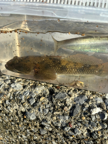 ハゼの釣果