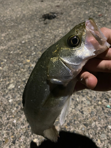 スズキの釣果