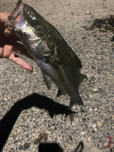 スズキの釣果