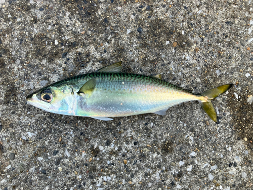 サバの釣果