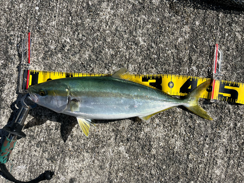 ハマチの釣果