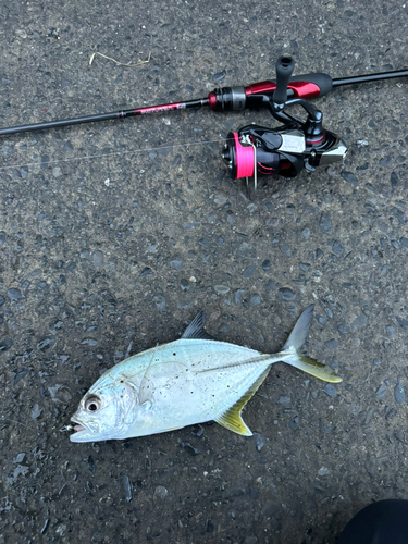 メッキの釣果