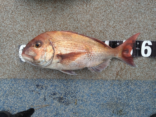 マダイの釣果